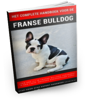 Het complete handboek voor de Franse bulldog