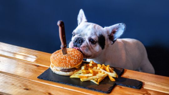 Hondenvoeding speciaal gericht op de Franse bulldog