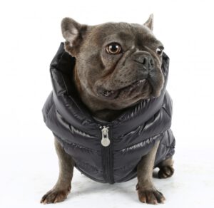 monster Leegte weggooien Hondenkleding Franse bulldog: wel of geen kleding voor jouw hond? - Franse  Bulldogz
