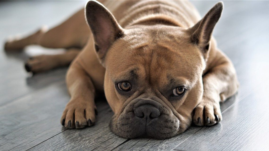 Een Franse bulldog adopteren uit het asiel? Dit moet je weten.
