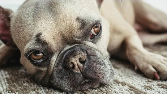 Wat betekend een droge neus bij Franse bulldog?