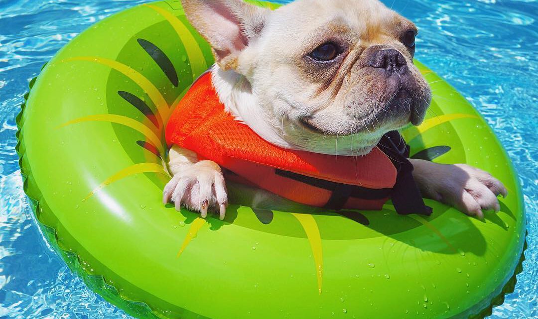 Kan een Franse bulldog zwemmen?