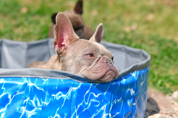 Hondenzwembad Franse Bulldog? Samen genieten in de zomer.