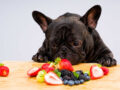 Welke soorten fruit kunnen Franse bulldogs wel of niet eten?